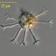 Illustration for article titled These nearly-invisible sea creatures fill the oceans with stellar beauty